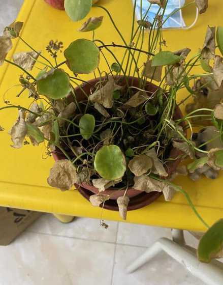 铜钱草发黄用什么能养 铜钱草叶子发黄该施什么肥
