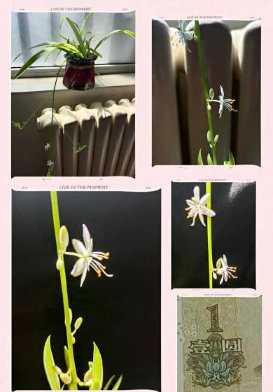 青叶吊兰什么时候开花 青叶吊兰会开花吗