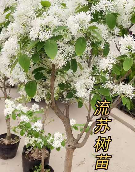 流苏树3年苗多少公分 流苏树裸根苗几月份种植好
