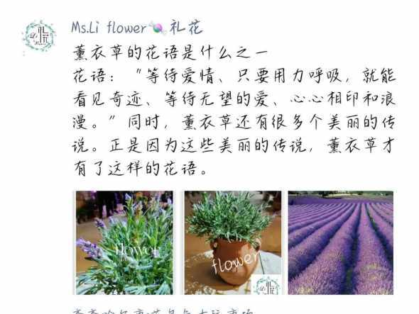 薰衣草的花语有什么用 薰衣草的花语和寓意