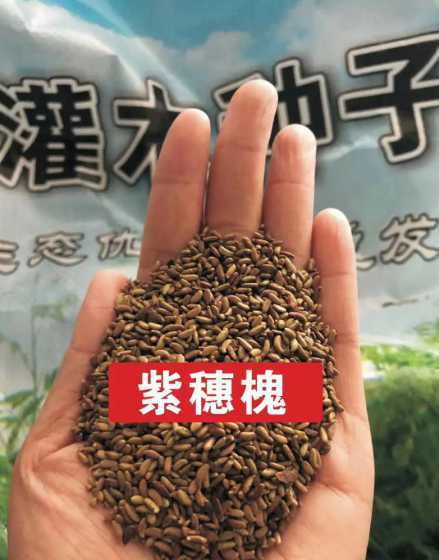 一斤草坪种子多少平方 种植时间草坪种子一斤可以撒播多少平方