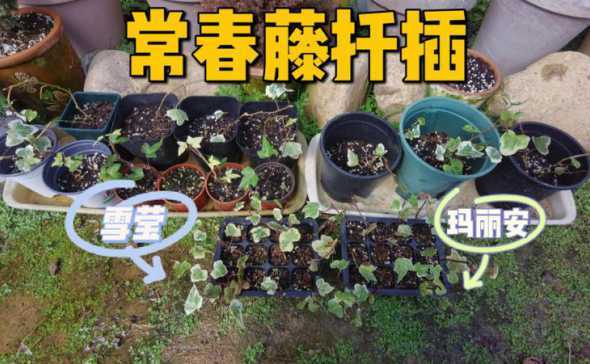 常春藤水培怎么生根快 常春藤的水培方法