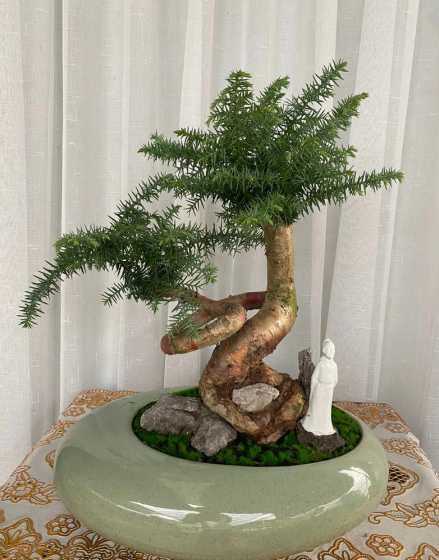 澳洲杉盆景送人怎么样 澳洲杉盆景摆放风水