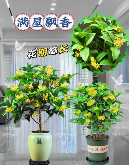 盆栽桂花什么时候修枝 盆栽桂花什么时候换盆好