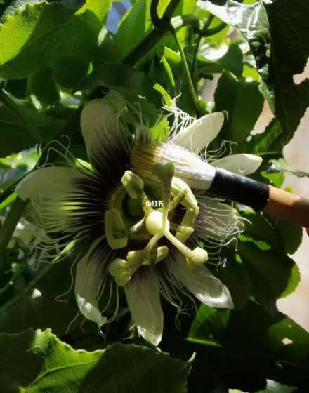百香果的花怎么样授粉 百香果是同花授粉还是异花授粉