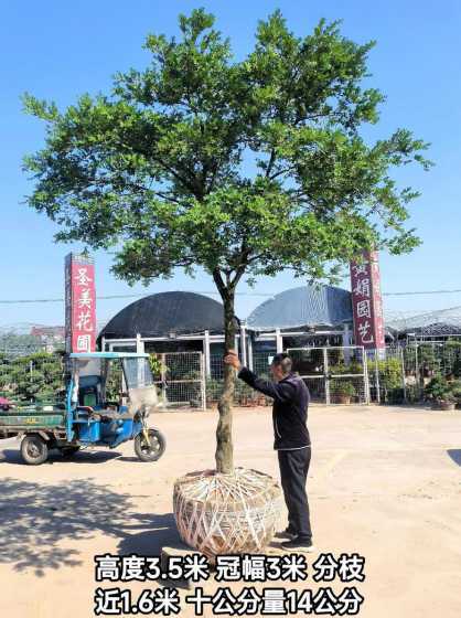 小叶黄杨树每年长多少 小叶黄杨树,主杆直径50cm,树龄近40年,请问值多少钱