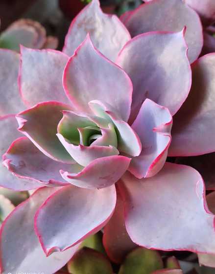 晚霞多肉适合什么盆栽 晚霞多肉的养殖方法和注意事项