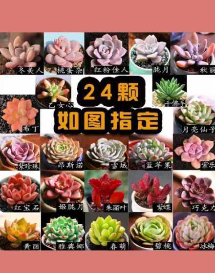 多肉为什么不能用木屑 多肉植物上面铺一层木屑可以吗