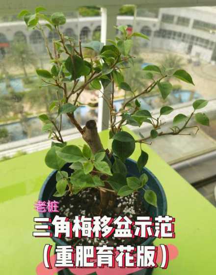 盆景换土需要注意什么 家里养的盆景,是否需要经常更换土呢