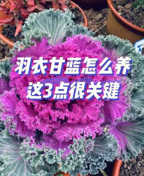 羽衣甘蓝冬季怎么浇水 羽衣甘蓝种植方法和注意事项