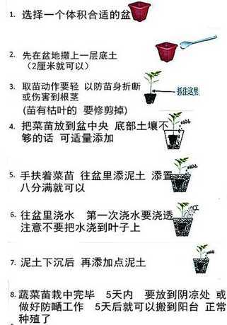 盆栽蔬菜需要怎么浇水 家庭盆栽蔬菜应该怎么种