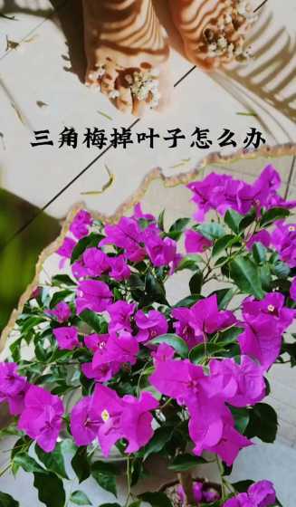 三叶梅的花为什么会掉 三角梅为什么不开花