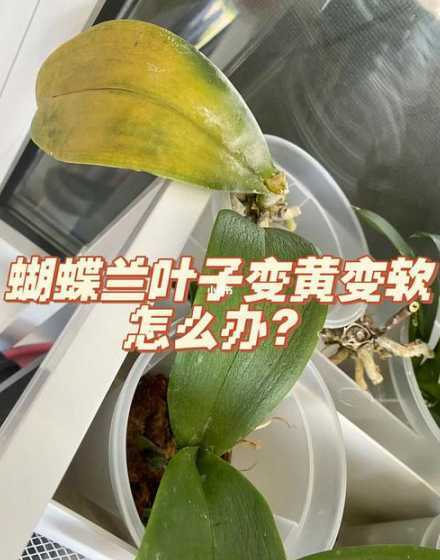 蝴蝶兰叶子发黄怎么办 蝴蝶兰叶片发黄怎么办