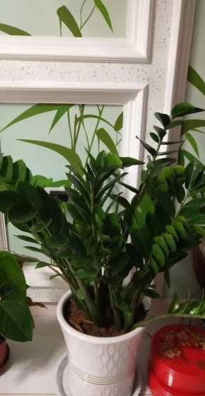 金钱子花怎么养殖技术 多肉植物金钱树怎么养