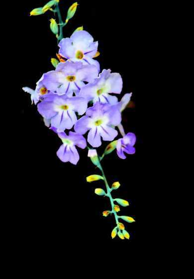 假连翘花为什么这么香 花语科普:假连翘花语是什么