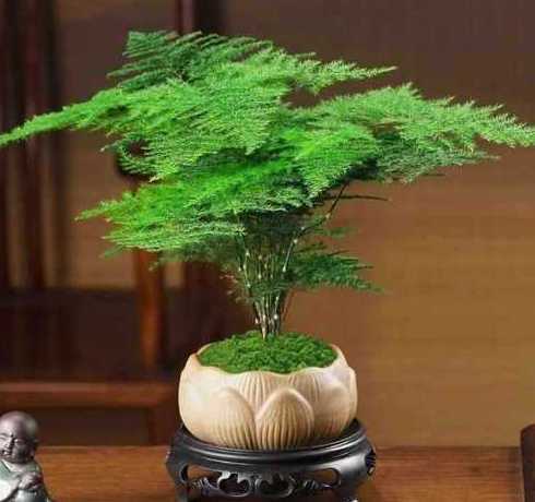 云竹盆景铺面用什么好 云竹盆景好养活吗 云竹盆景怎么样长得旺盛