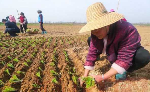 小香葱怎么样种长的大 小香葱的种植方法和时间