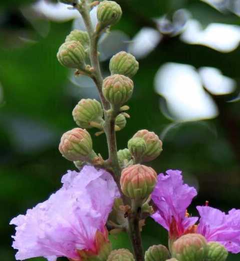 花叶为什么长蜜怎么办 桂花叶子上出现白色蜜露是什么东西