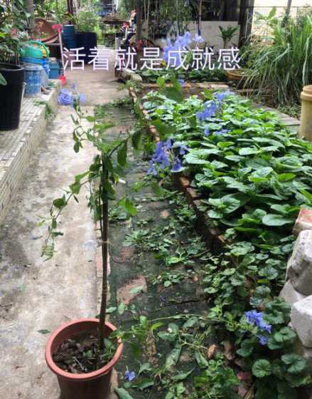 扦插蓝雪花怎么算成功 蓝雪花怎么扦插