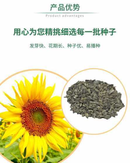 葵花为什么有多个种子 为什么向日葵会长瓜子