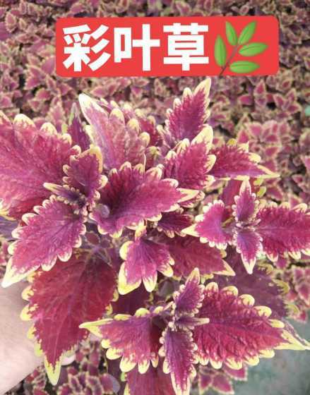 彩叶草是什么颜色夏天 夏天树叶是什么颜色