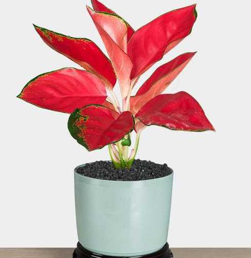 叶子变红的盆栽有什么 这是什么植物,叶子圆且越晒越红