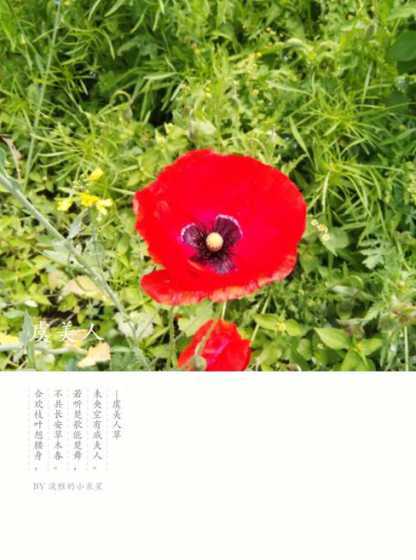 虞美人草花语是什么 虞美人草花语