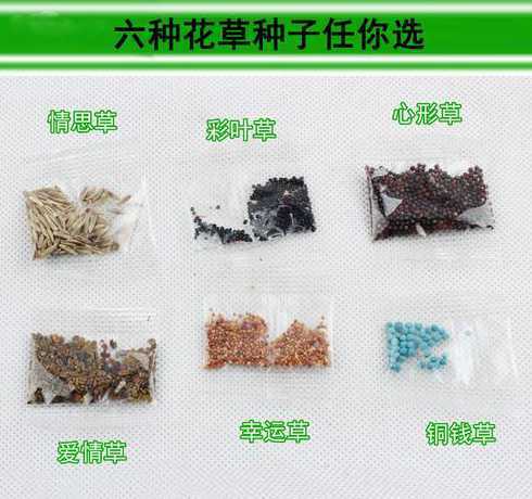 幸运草种子什么季节种 幸运草怎么种植,栽种时间和方法
