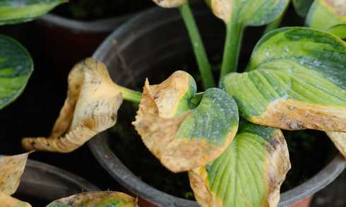 玉簪花为什么冬天黄叶 玉簪花黄叶的原因和处理办法是什么