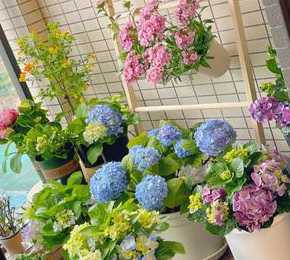 家里阳台盆栽养什么好 家居阳台适合养什么花