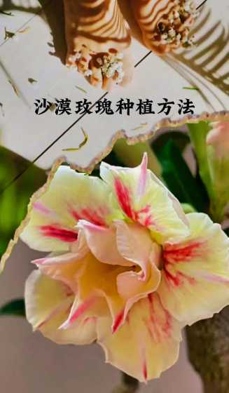 家庭怎么养殖沙漠玫瑰 沙漠玫瑰花怎么养家庭养法