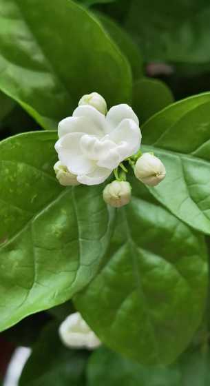 茉莉花开后是什么颜色 茉莉花长什么样