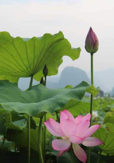 早上荷花是什么样子的 荷花为什么会在早上开,下午合起来呢