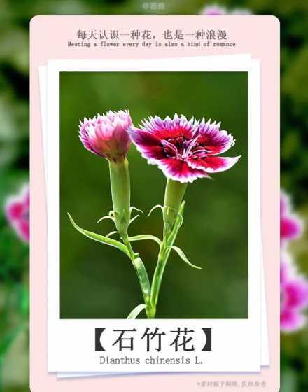 石竹花为什么又高又细 石竹太细又高怎么办