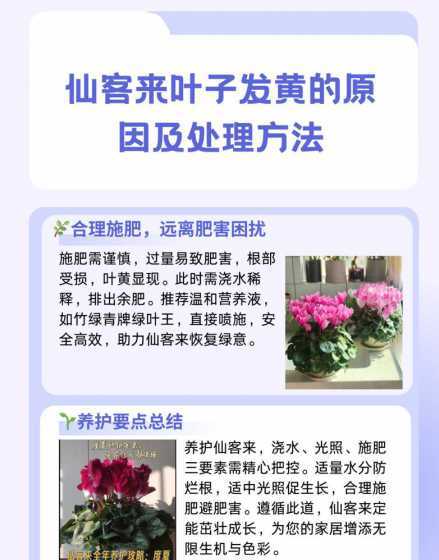仙客来发黄是什么原因 仙客来长出的叶子为什么是黄叶