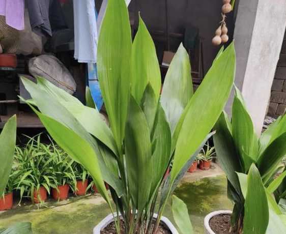 什么花能清除室内臭味 家里养什么花可以除去家里的臭味呢