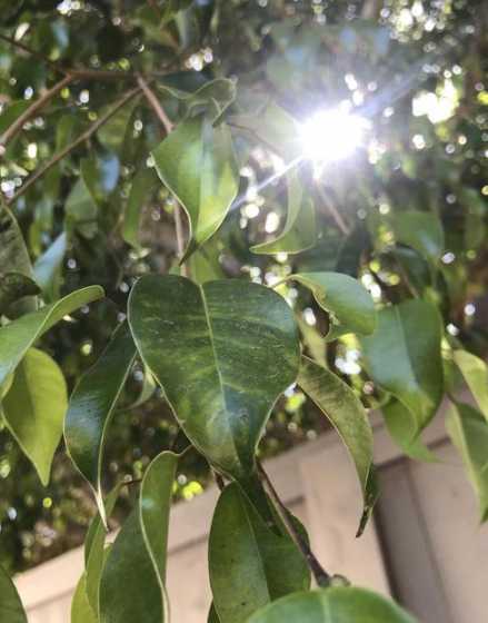 桂花掉叶子是怎么回事 桂花树这几天总是掉叶子是怎么回事