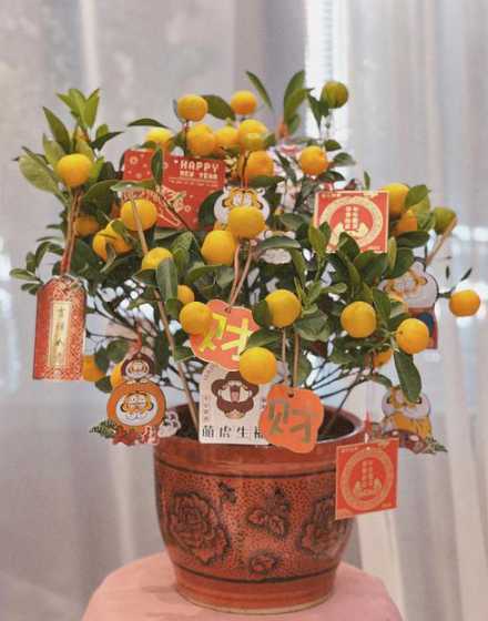 盆栽金橘什么时候开花 金桔树几月开花结果