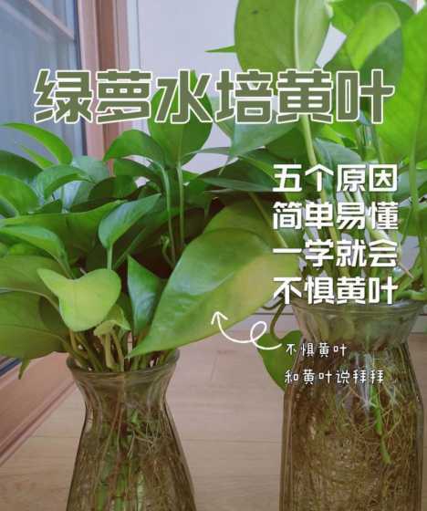 水培绿萝为什么黄叶边 绿萝叶子边缘发黄枯萎是什么原因