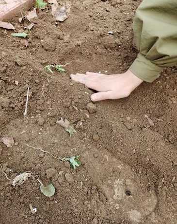 花生为什么埋在土底下 种花生为什么要踩过土