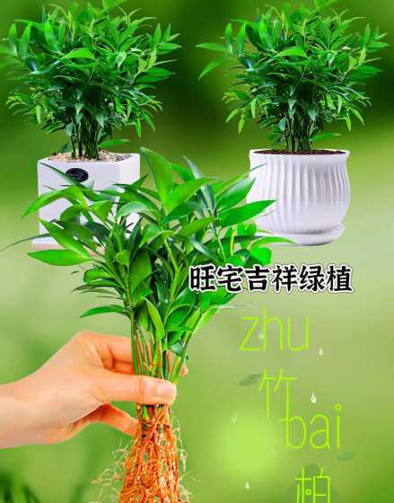 什么季节绿植换土更好 无花果什么时候换盆比较好
