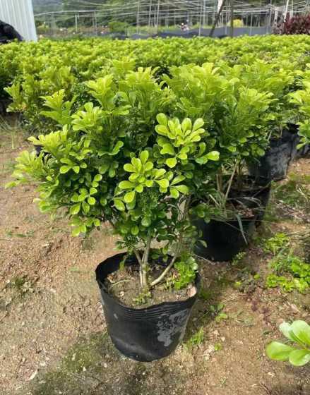 地栽米兰怎么在外过冬 开花植物如何过冬