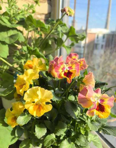 冬季东面阳台种什么花 东南向阳台适合种什么花