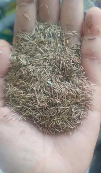 草坪草籽每平方撒多少 草坪种子一斤可以撒播多少平方草坪草籽品种草坪种子