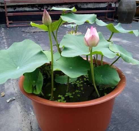 阳台适宜有什么大盆栽 阳台适合养什么花