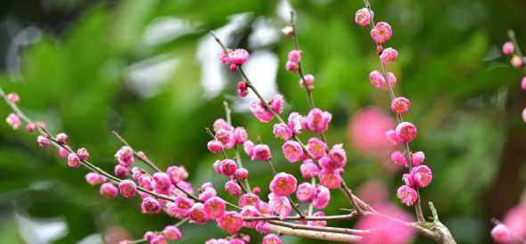 叶子发红的是什么梅花 叶子是红色的树