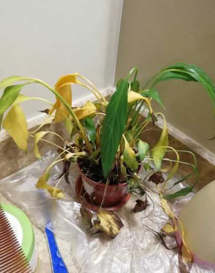 一帆风顺花黄了怎么办 我养的一帆风顺花叶黄、蔫了、不开花,怎么回事