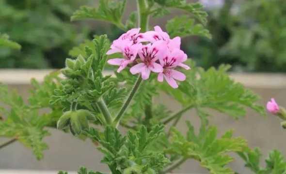 驱蚊草花到底什么颜色 驱蚊草花盆里发现的虫子,这是什么虫啊求科普,谢谢。