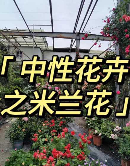 米兰秋天什么时候浇水 米兰浇水时间和正确方法