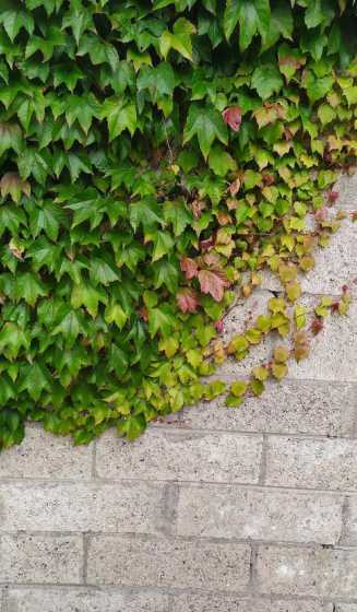 爬山虎一米种植多少株 爬山虎怎么种植间距多少